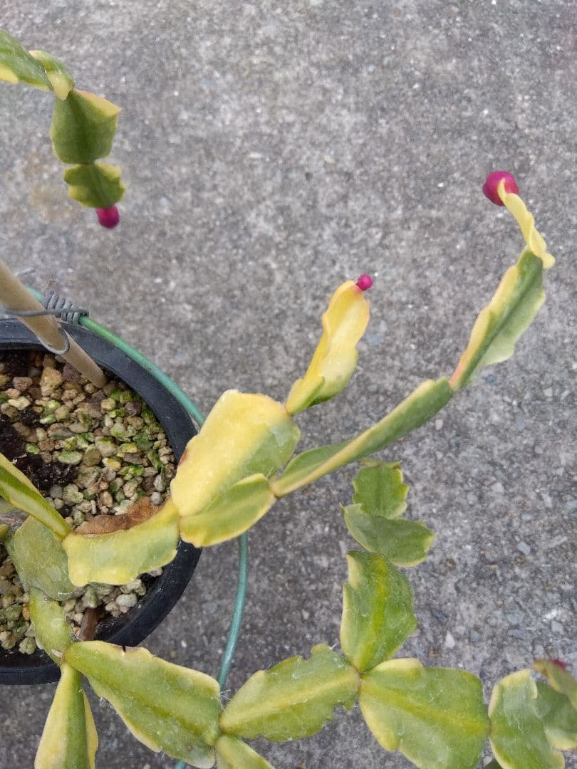 シャコバサボテン　斑入り　4号鉢つき　レアな大株❗