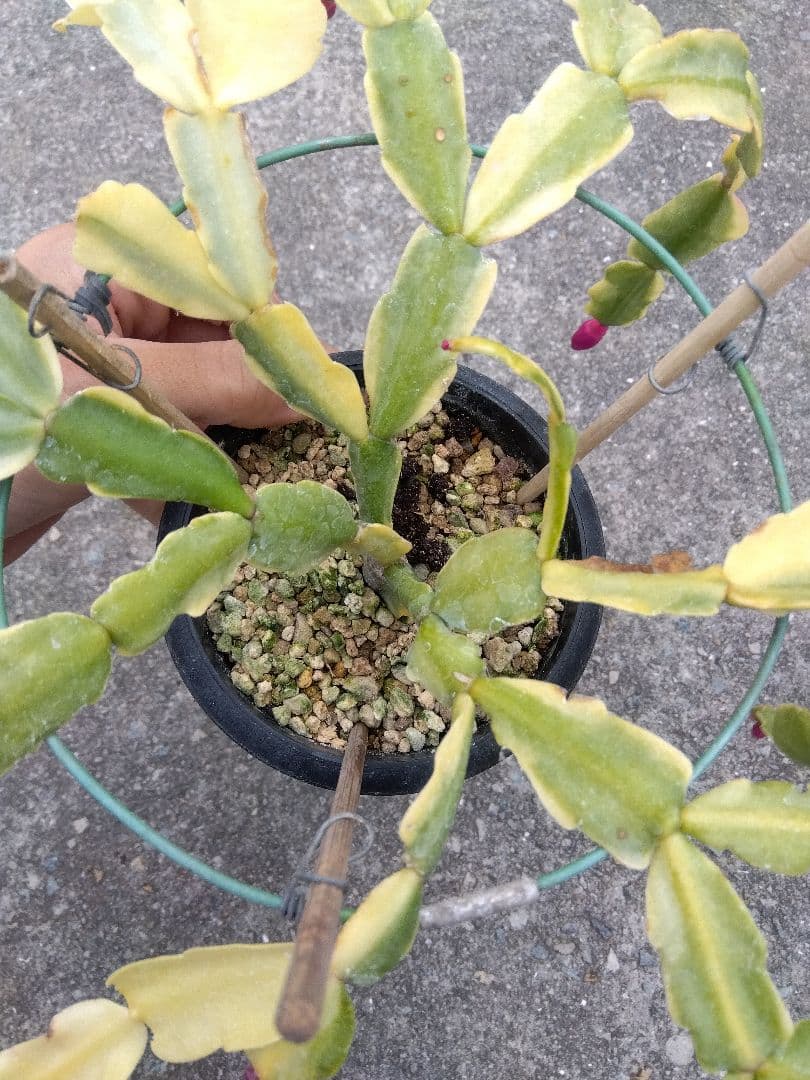 シャコバサボテン　斑入り　4号鉢つき　レアな大株❗