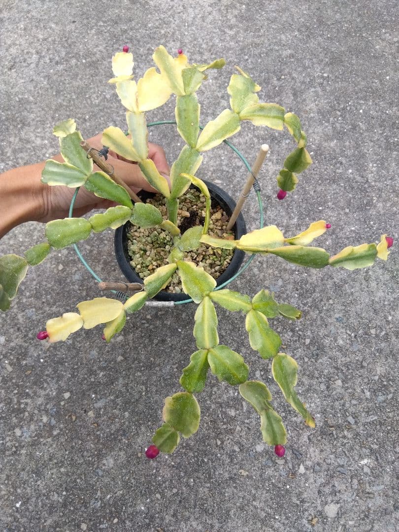 シャコバサボテン　斑入り　4号鉢つき　レアな大株❗