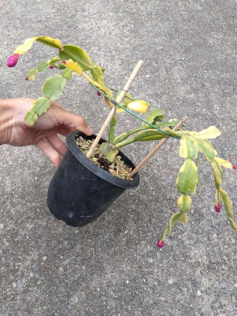 シャコバサボテン　斑入り　4号鉢つき　レアな大株❗