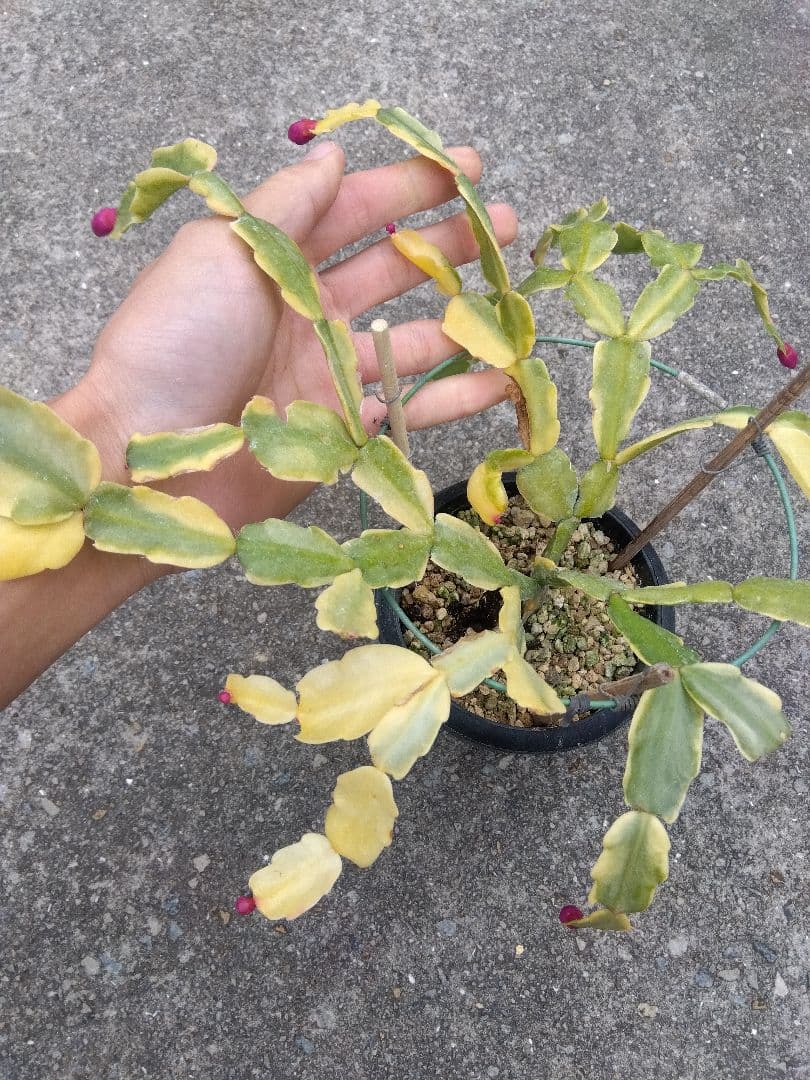 シャコバサボテン　斑入り　4号鉢つき　レアな大株❗