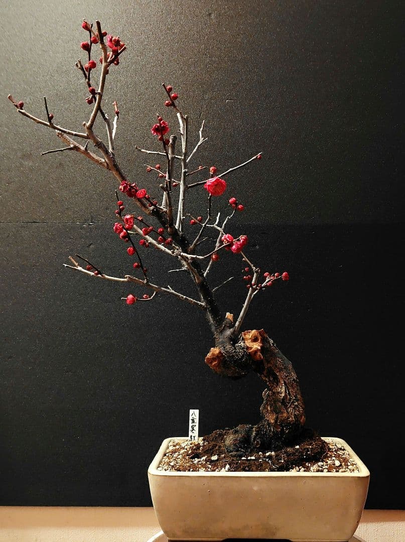 八重寒紅！梅盆栽！