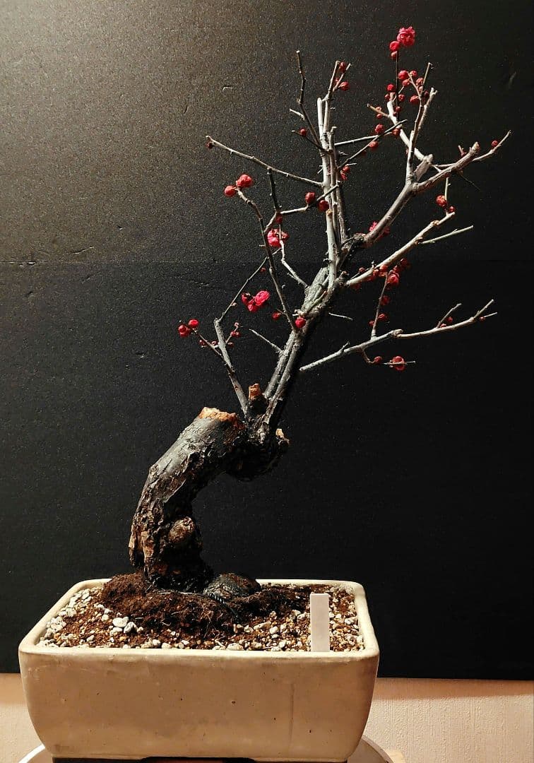 八重寒紅！梅盆栽！