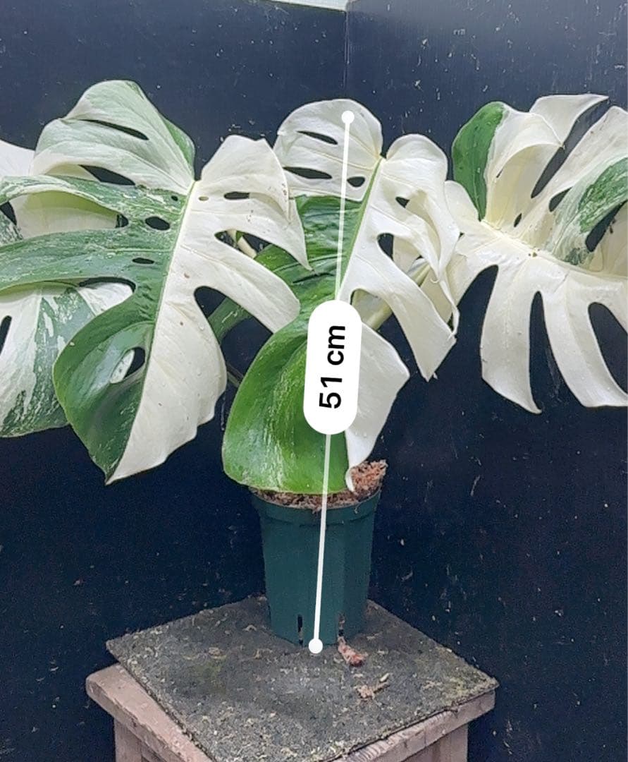 ほ*し様 モンステラ斑入りハーフムーンホワイトタイガー極美斑入り　　 51cm