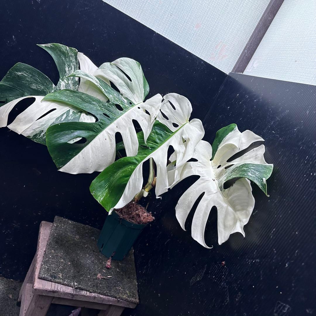 ほ*し様 モンステラ斑入りハーフムーンホワイトタイガー極美斑入り　　 51cm