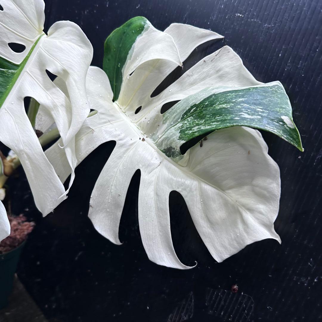 ほ*し様 モンステラ斑入りハーフムーンホワイトタイガー極美斑入り　　 51cm