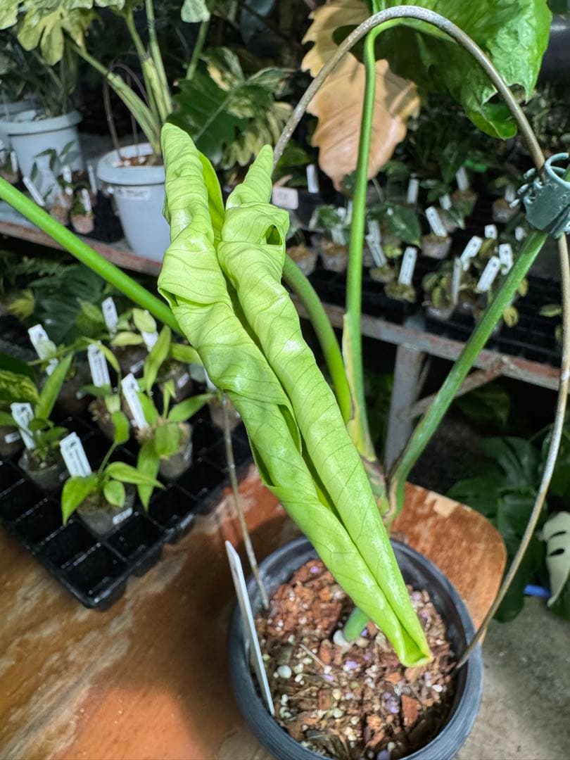 モンステラ・デリシオーサ　個性的な葉形　葉形がユニークな個体