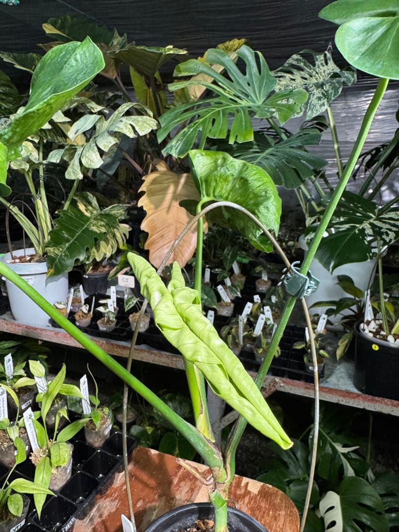 モンステラ・デリシオーサ　個性的な葉形　葉形がユニークな個体