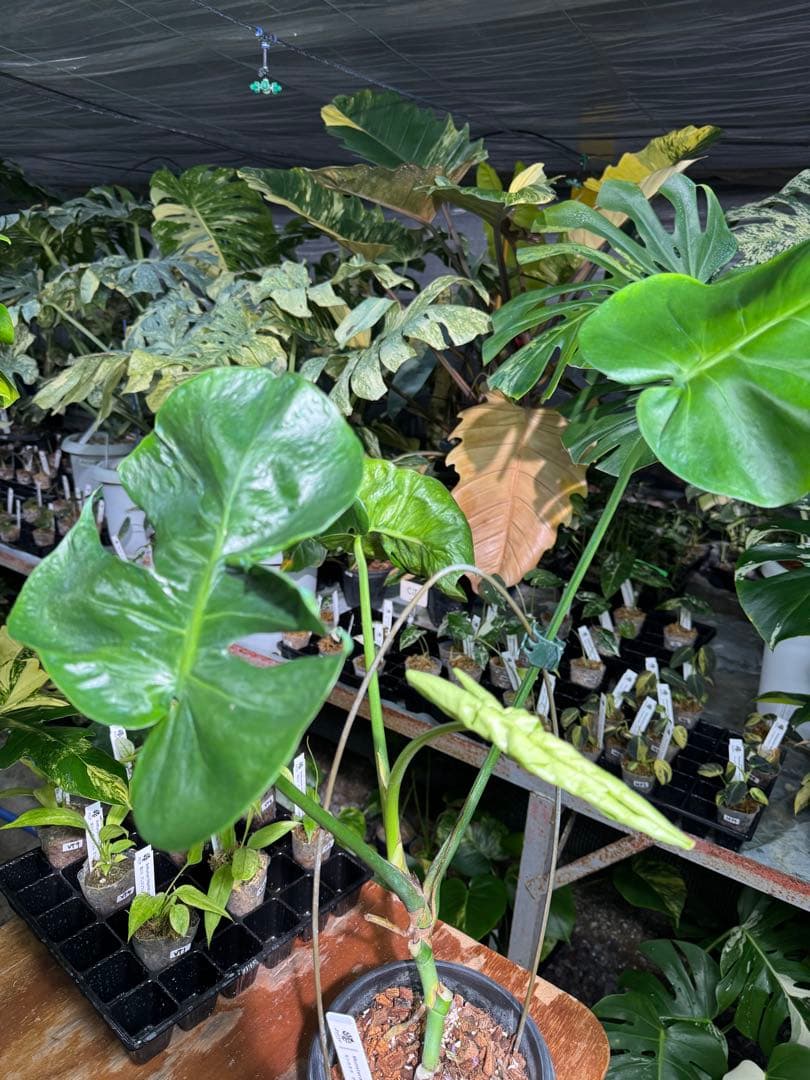 モンステラ・デリシオーサ　個性的な葉形　葉形がユニークな個体