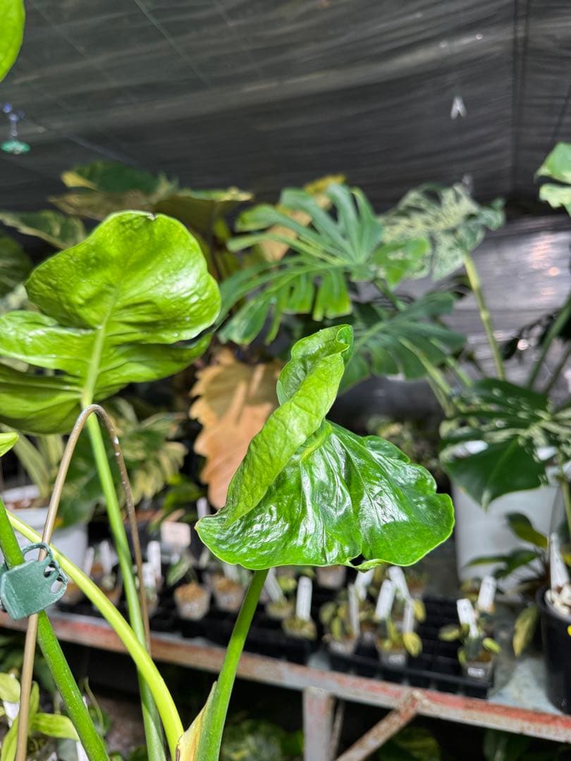 モンステラ・デリシオーサ　個性的な葉形　葉形がユニークな個体