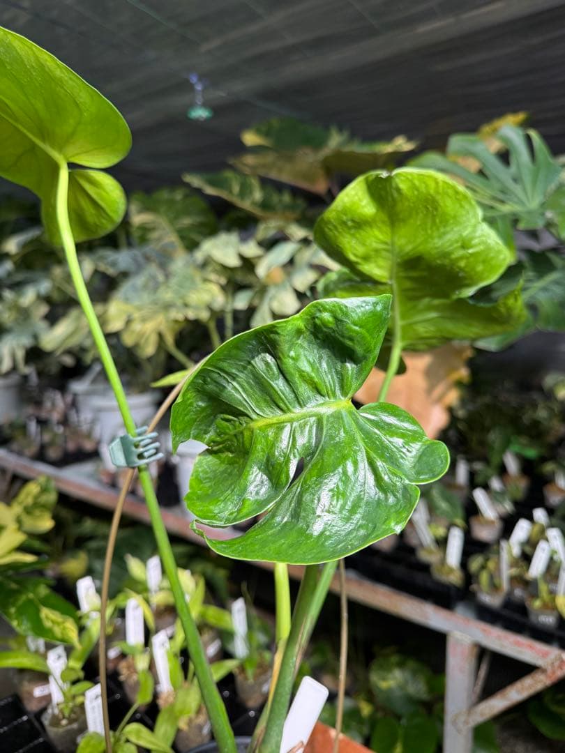 モンステラ・デリシオーサ　個性的な葉形　葉形がユニークな個体