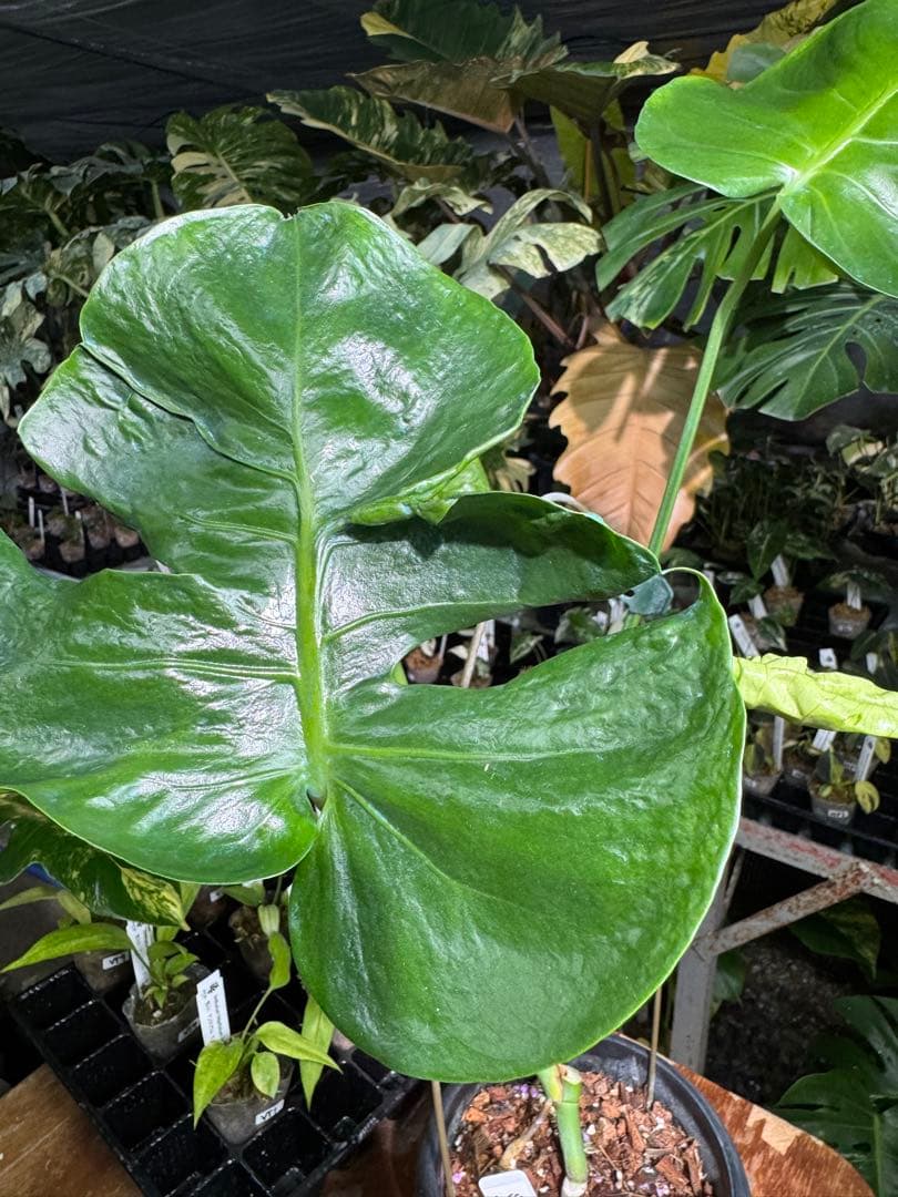 モンステラ・デリシオーサ　個性的な葉形　葉形がユニークな個体