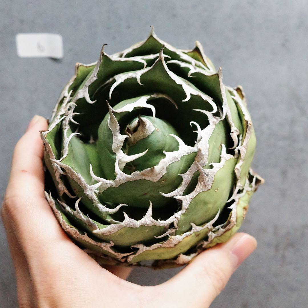 アガベ　チタノタ　オテロイ　fo076 ボールタイプ　ワイルド　6