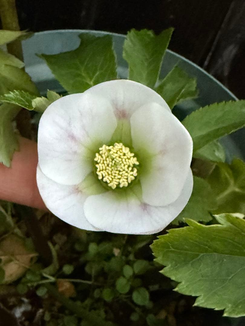 クリスマスローズ 開花株　充実株 パステリッシュストレイン　大和園さん　タグ付き