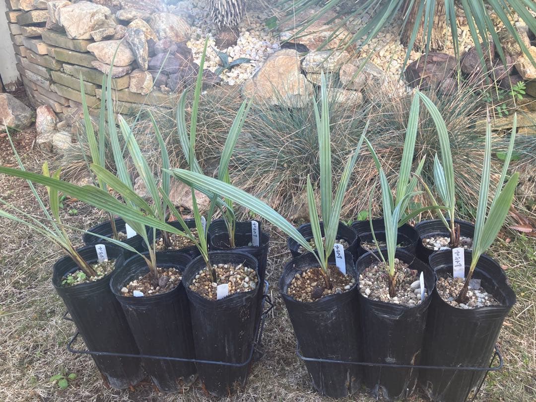 ブラヘア　アルマータ　12株