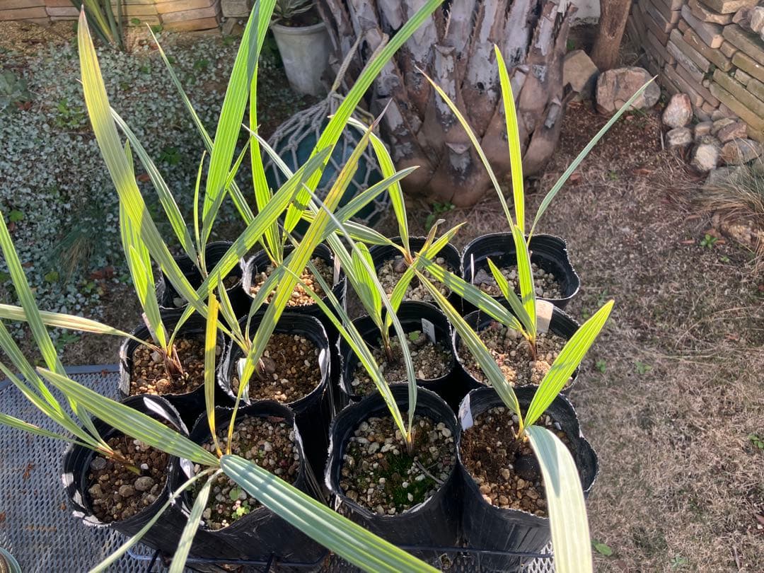 ブラヘア　アルマータ　12株