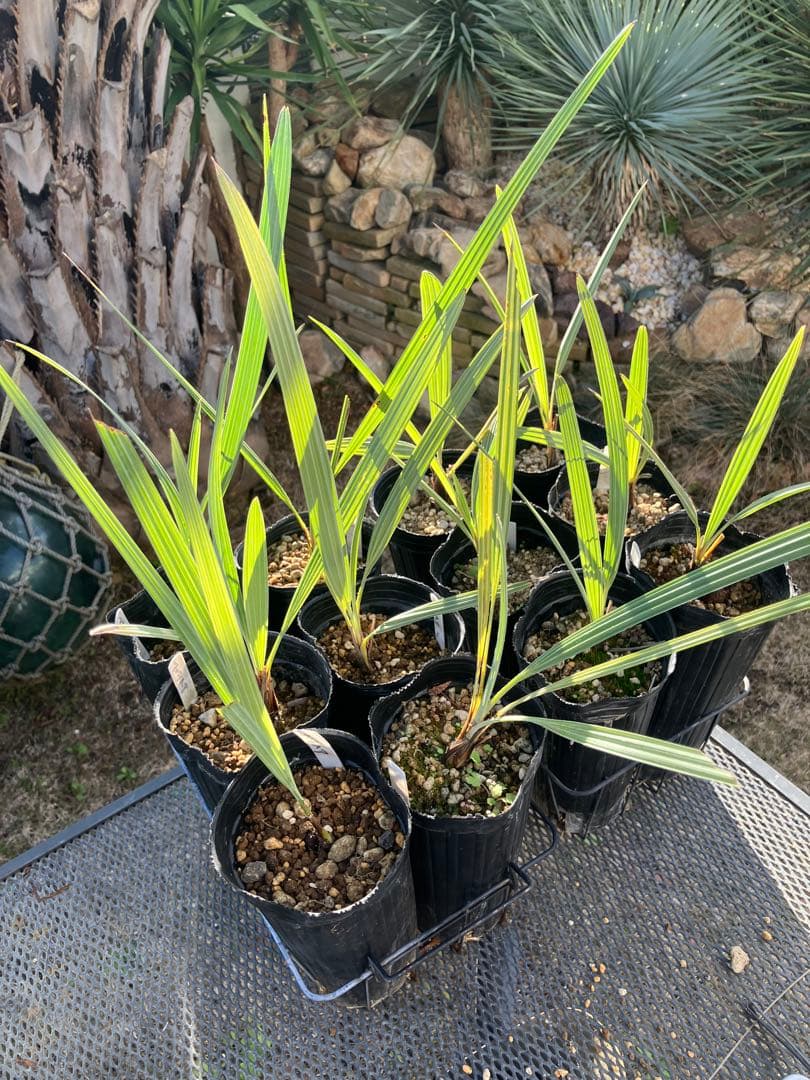 ブラヘア　アルマータ　12株