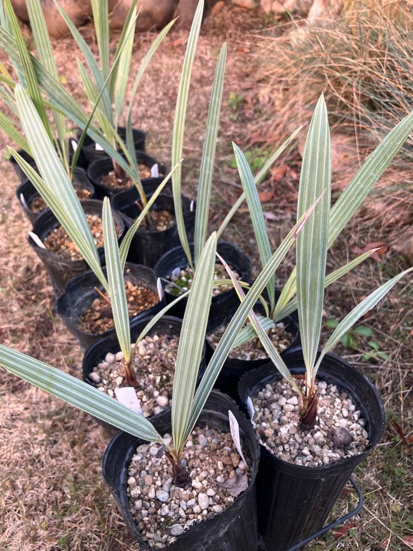 ブラヘア　アルマータ　12株