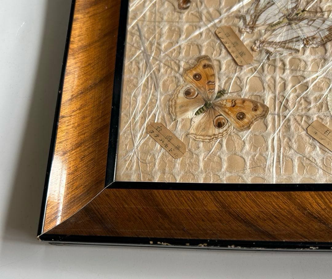 蝶の標本 蝶標本コレクション　18種　日本産　台湾産　木製フレーム付き
