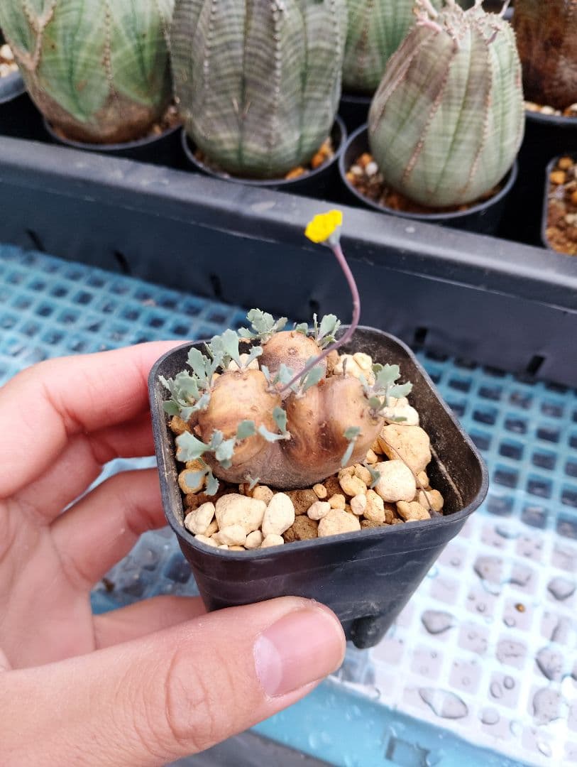 希少 オトンナ・カカリオイデス 現地株 発根済み