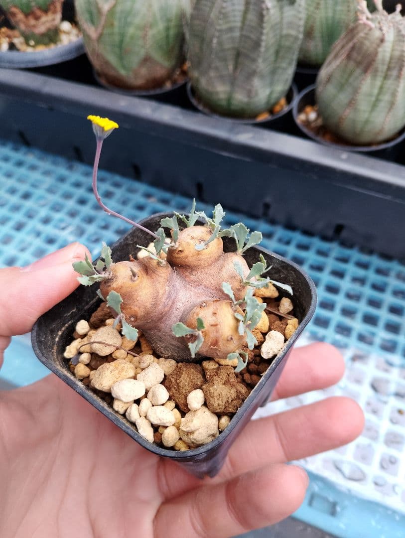 希少 オトンナ・カカリオイデス 現地株 発根済み