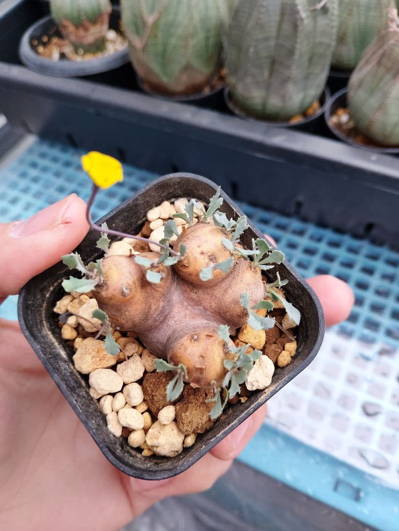 希少 オトンナ・カカリオイデス 現地株 発根済み