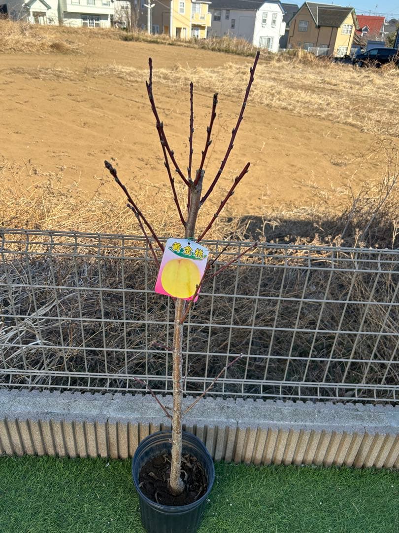 桃苗木2本セット　黄金桃＋白桃　大株