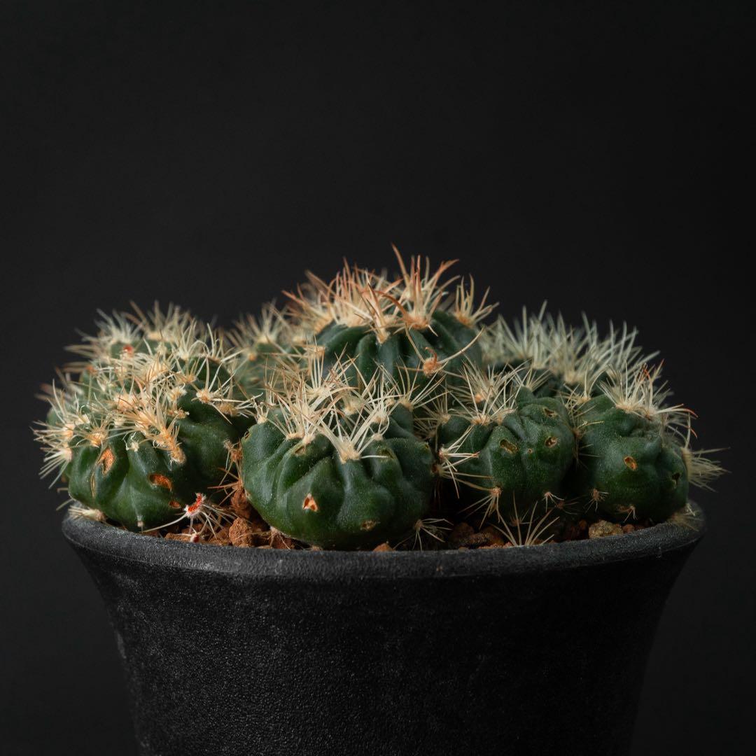 綾波 モンストx 10 （実生） #195