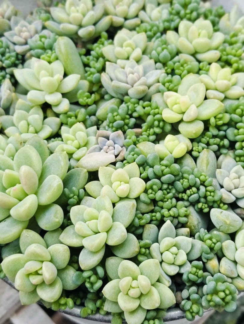 多肉植物　セダム　姫秋麗×プロリフィカ8カット&パープルヘイズ20カット