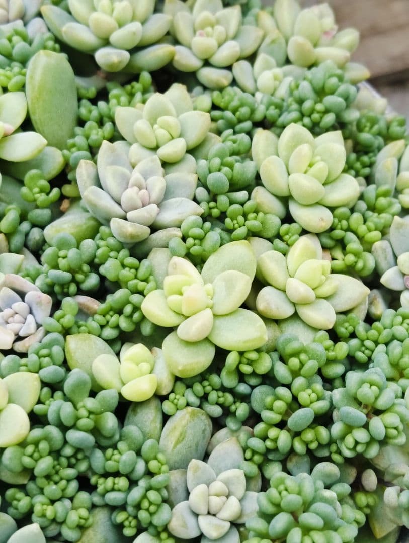 多肉植物　セダム　姫秋麗×プロリフィカ8カット&パープルヘイズ20カット