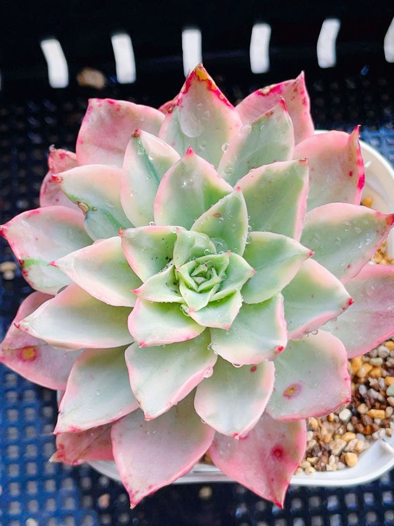 メロン錦　美斑入り　多肉植物　エケベリア　7CM容器 抜き発送