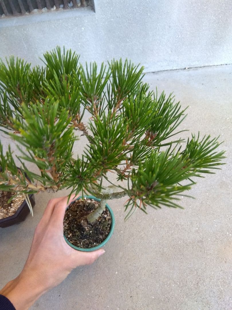 五葉松　錦松　黒松　3点セット❗　う