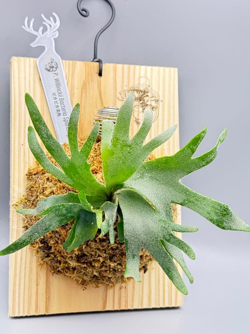 激大サイズ　ビカクシダ　P.willinckii Bacteria spore