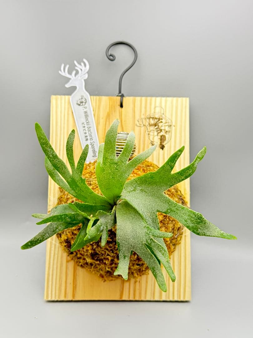 激大サイズ　ビカクシダ　P.willinckii Bacteria spore