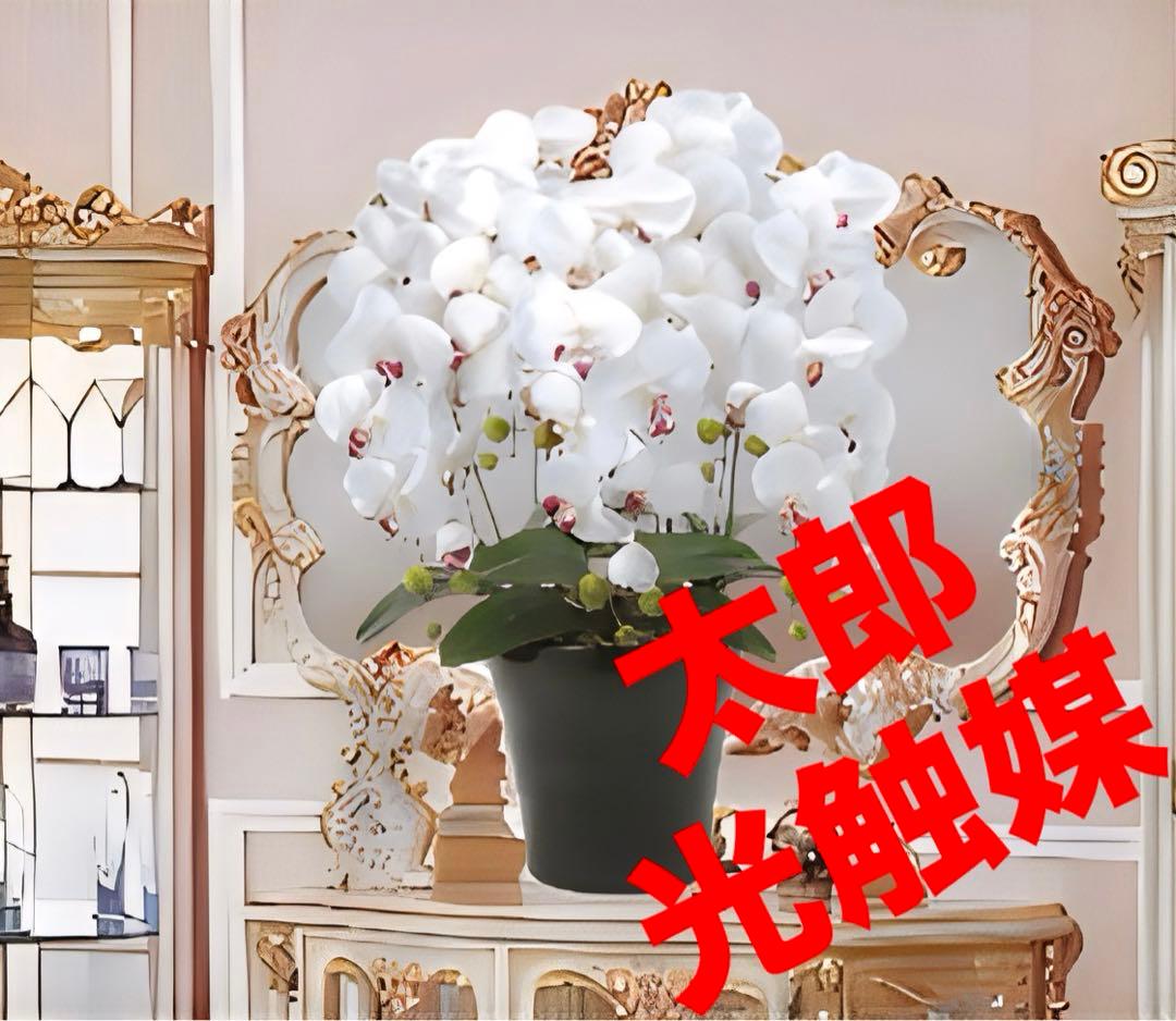 光触媒　人工観葉植物　ウォールグリーン　クィーン胡蝶蘭5本w/ab高さ74センチ