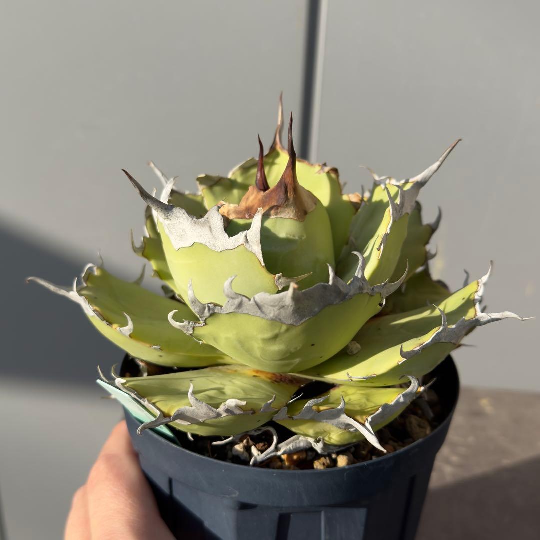 アガベ　チタノタ　黒羽毛　子株