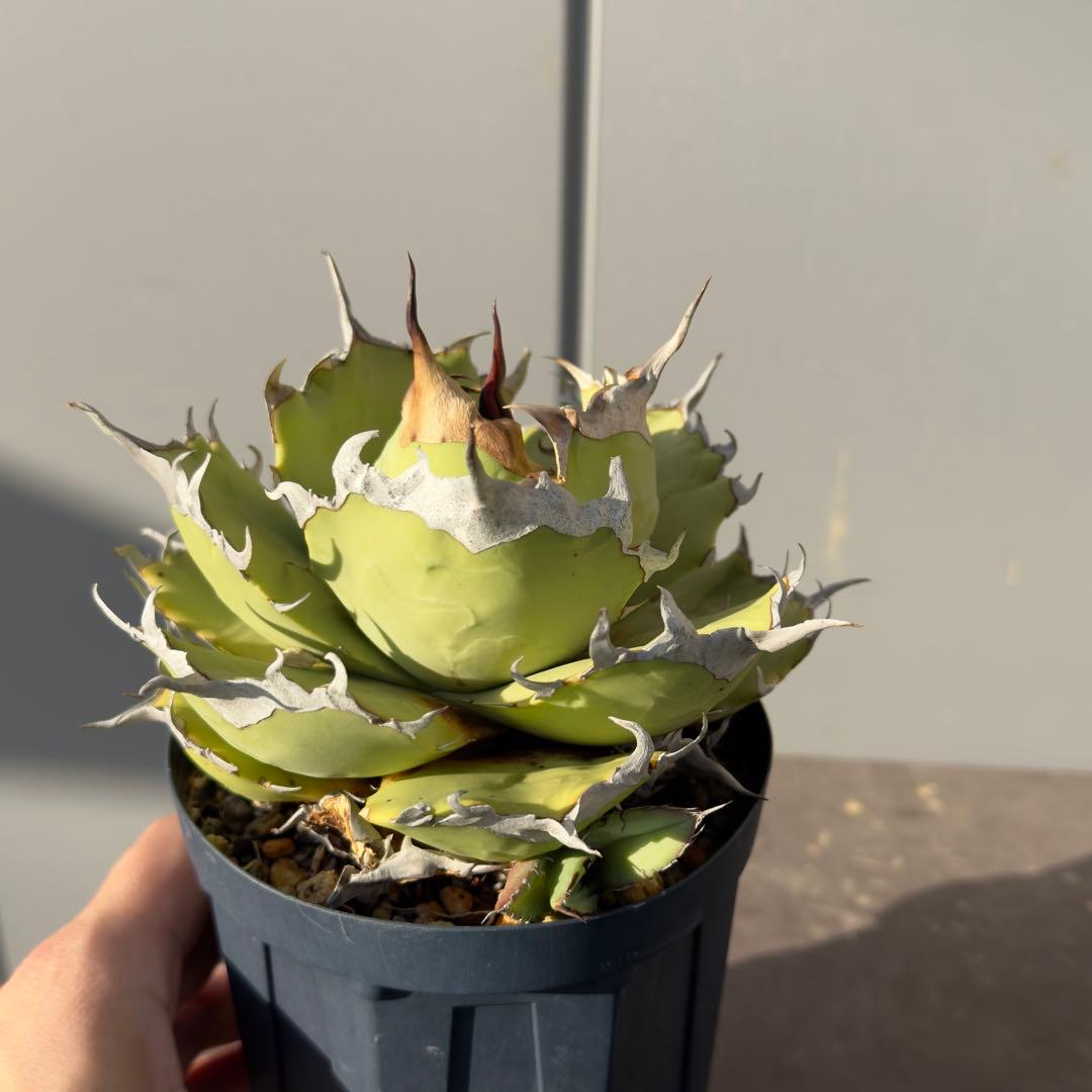 アガベ　チタノタ　黒羽毛　子株