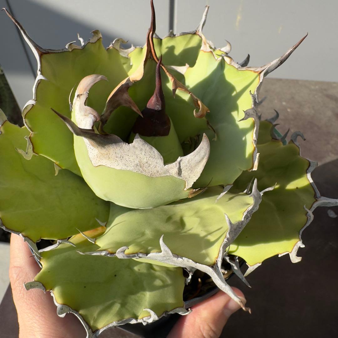 アガベ　チタノタ　黒羽毛　子株