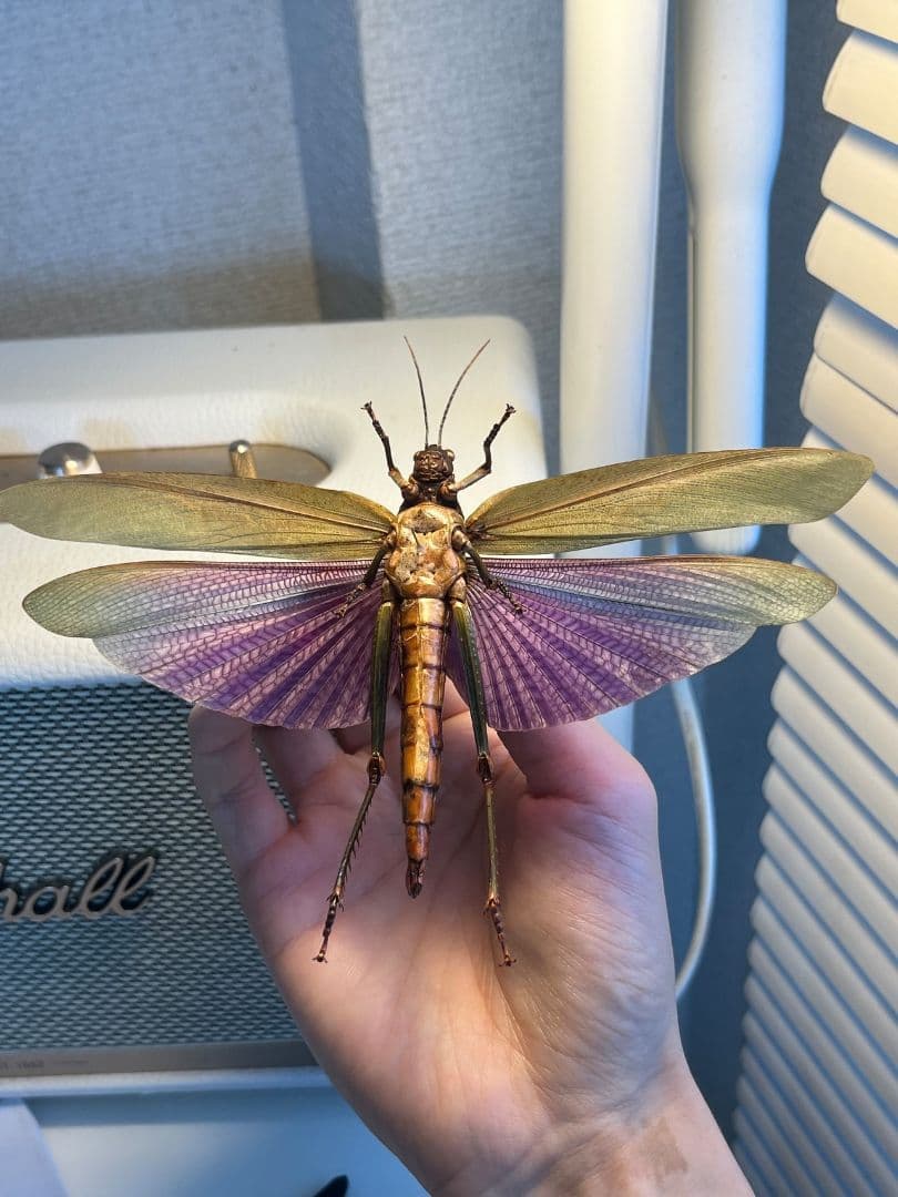 【飛蝗最大級】シタムラサキオオバッタ 昆虫標本 直翅類 カマキリ マンティス