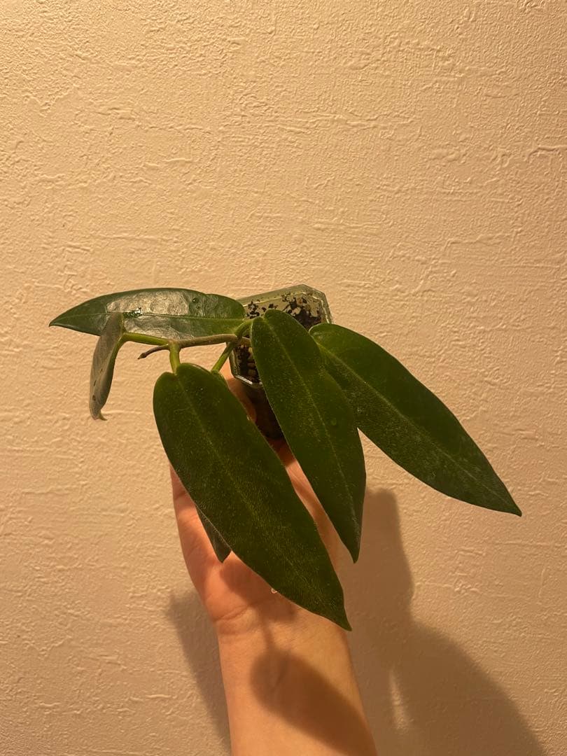珍種　ホヤ　Hoya Stenakei dark サクララン①
