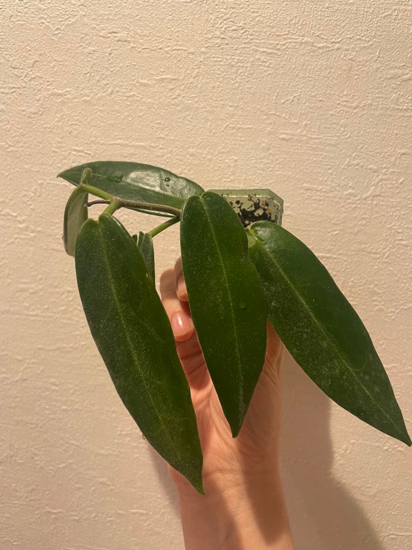 珍種　ホヤ　Hoya Stenakei dark サクララン①