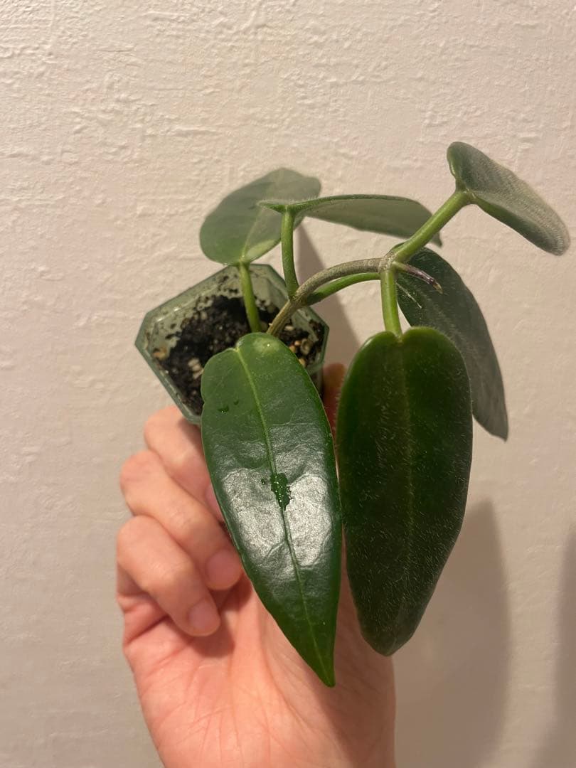 珍種　ホヤ　Hoya Stenakei dark サクララン①