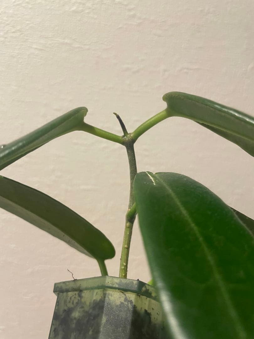 珍種　ホヤ　Hoya Stenakei dark サクララン①