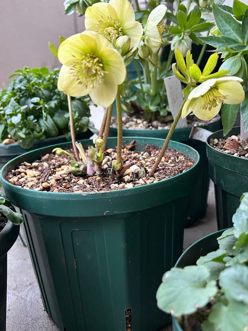 クリスマスローズ　大和園　ボッコネイ系　ssイエローグリーン　未株分け　6号