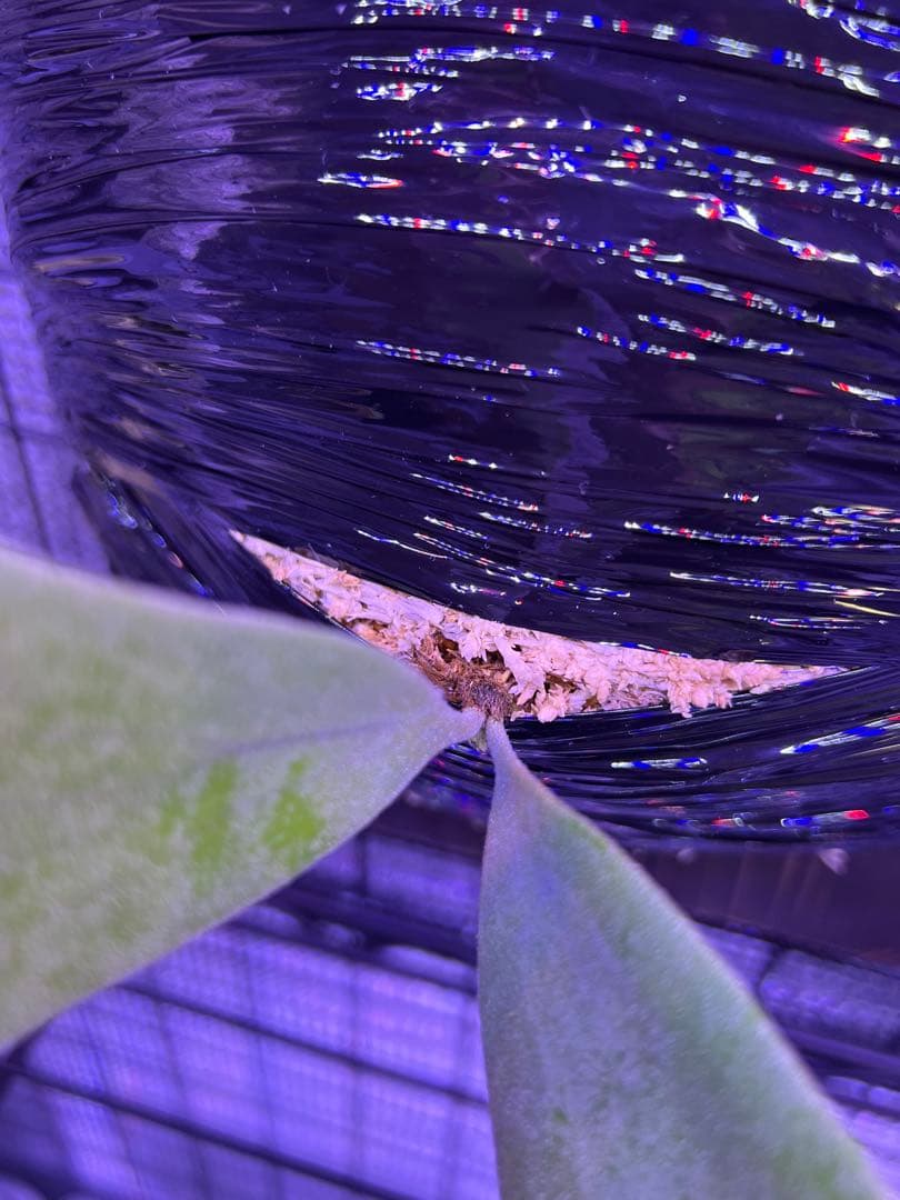 ビカクシダ willinckii 3Mix Spore 台湾株