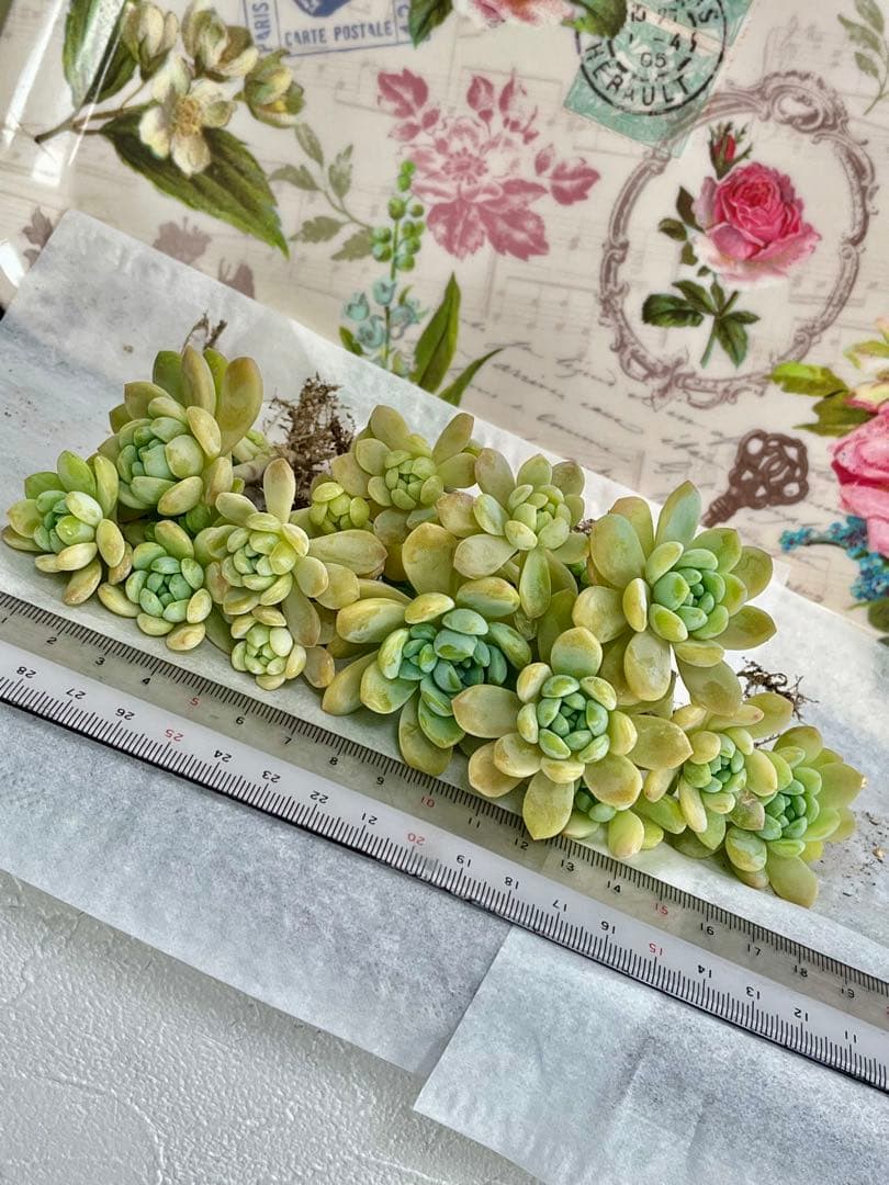 多肉植物　エケベリア　メイプルハニー　 寄せ植え　初心者にも　根の確認画像