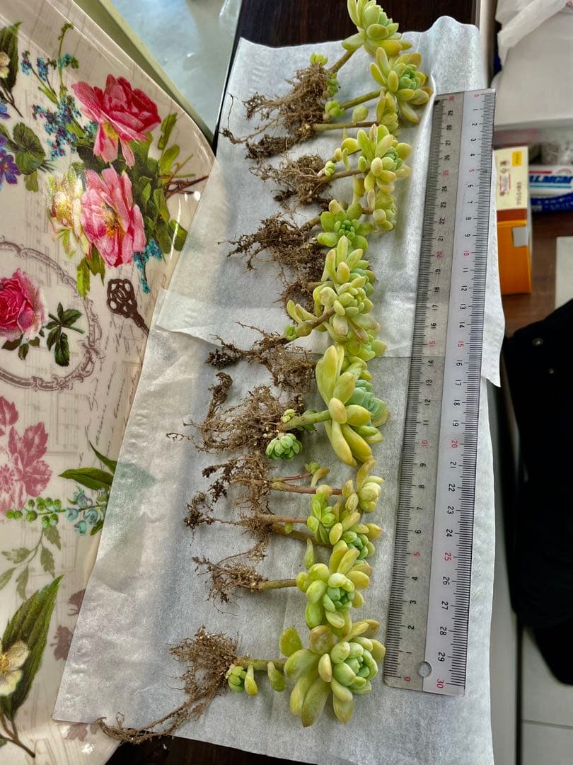 多肉植物　エケベリア　メイプルハニー　 寄せ植え　初心者にも　根の確認画像