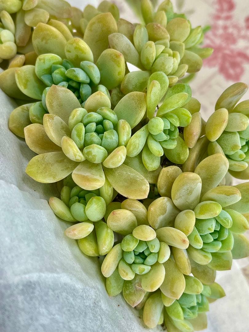 多肉植物　エケベリア　メイプルハニー　 寄せ植え　初心者にも　根の確認画像