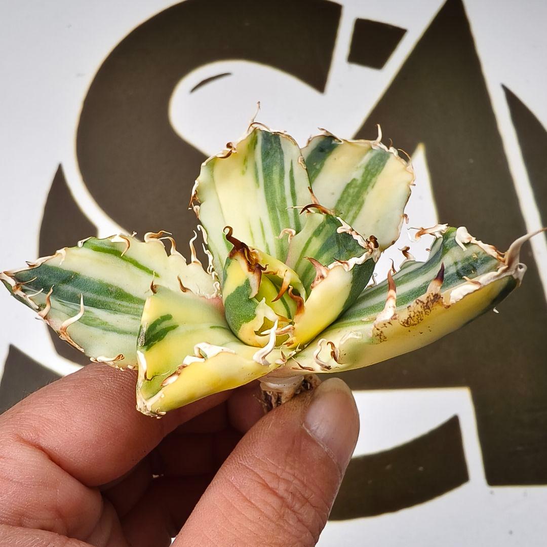 834【上澳園芸】 アガベ チタノタ 白鯨錦（永久斑） 縞斑錦