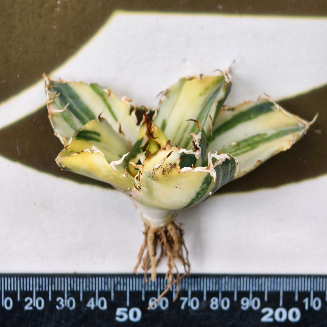 834【上澳園芸】 アガベ チタノタ 白鯨錦（永久斑） 縞斑錦